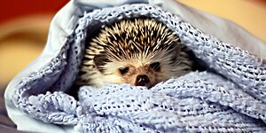 Ленивый выходной