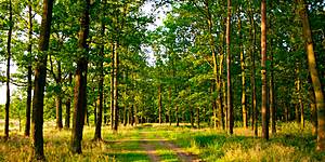 Прогулка в лесу