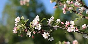 Настроение Весна