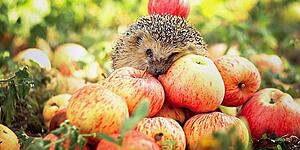 Палитра осени